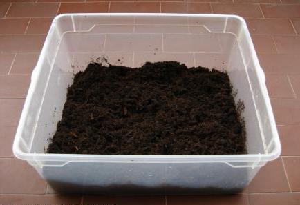 the soil for snails Achatina