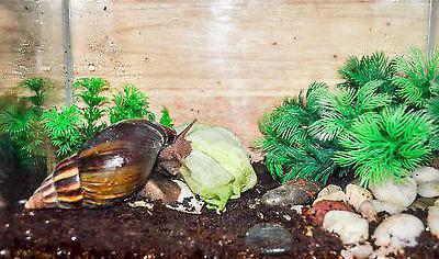 snail in the bottom of the aquarium