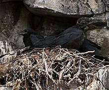 Corvus corax clarionensis perched frontal.jpg