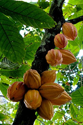 Cacao-fruto.jpg