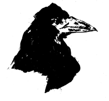 Corvus corax clarionensis perched frontal.jpg