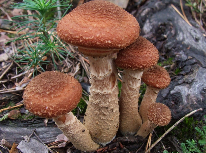 Armillaria ostoyae