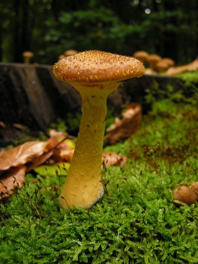 Опёнок осенний (Armillaria mellea)