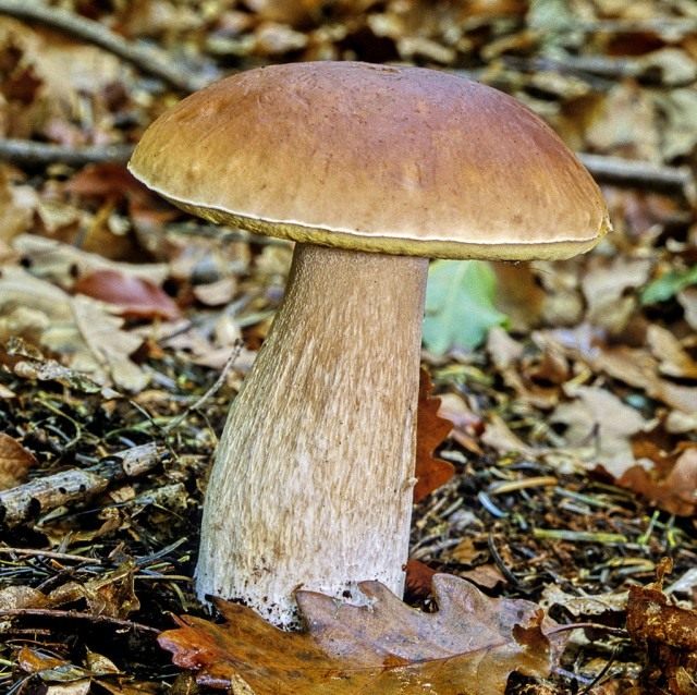 Белый гриб (Boletus edulis)