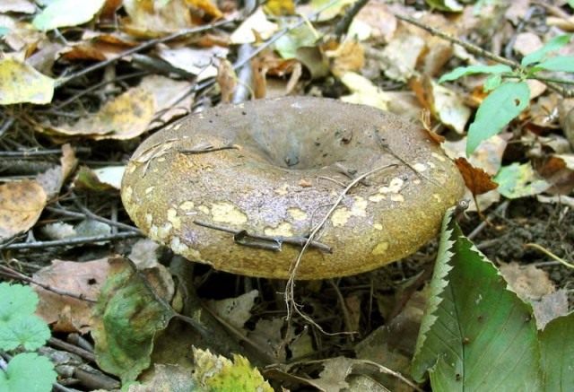 Груздь чёрный (Lactarius turpis)