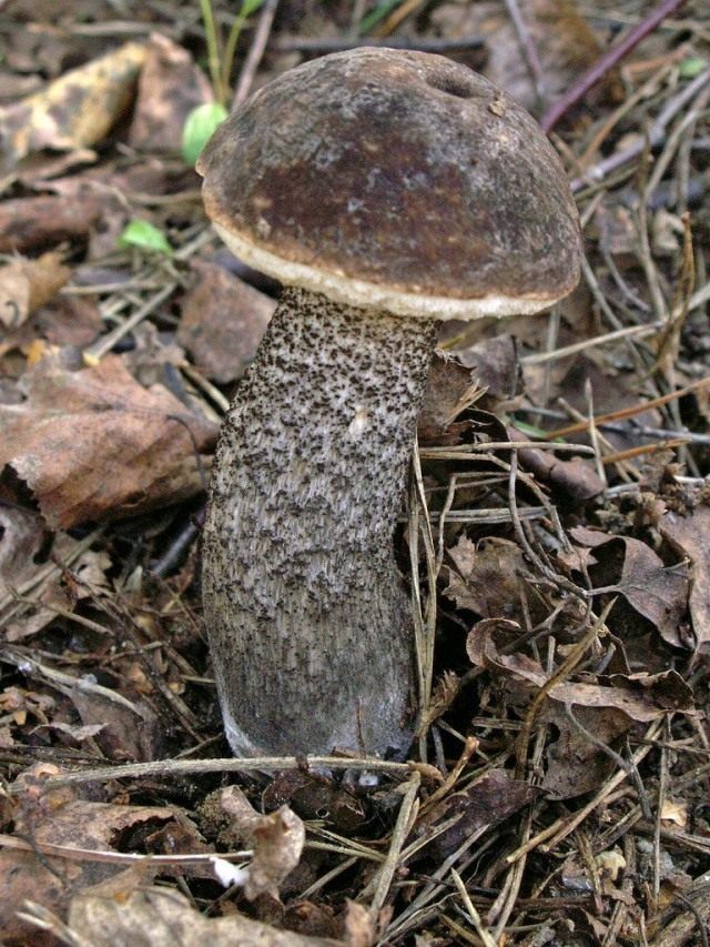 Подберёзовик обыкновенный (Leccinum scabrum)