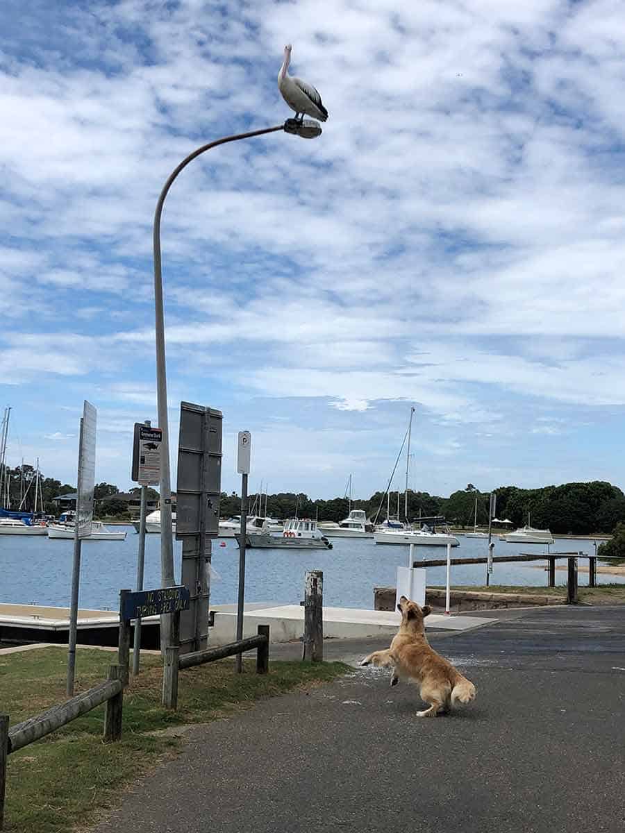Dozer the golden retriever dog torturing pelican on street light