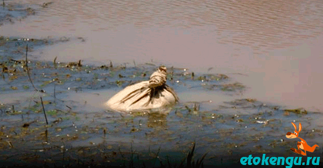 Необычный мешок в воде